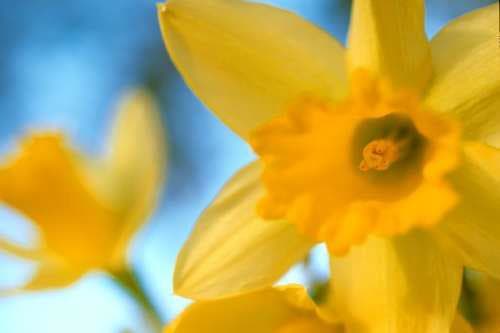 Daffodils by Karin Connolly 