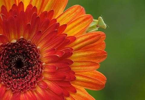 Green Praying Mantis Hiding Under Chrysanthemum (2nd) by E. Ngabito 