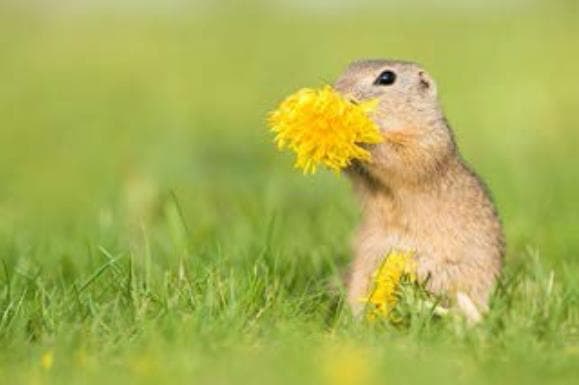 Suslik (Spermophilus) Eating Dandelion (Taraxacum sect. Ruderalia), National Park Lake Neusiedl, Seewinkel, Burgenland,  Austria 