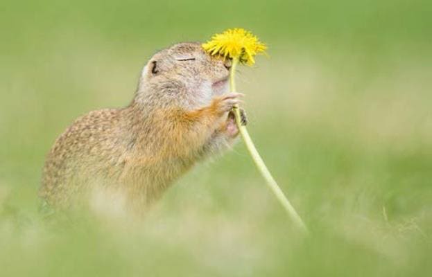 European Ground Squirrel (Spermophilus citellus) Sniffs at Loewenzahn (Taraxacum), National Park Neusiedler See, Seewinkel, Burgenland, Austria 