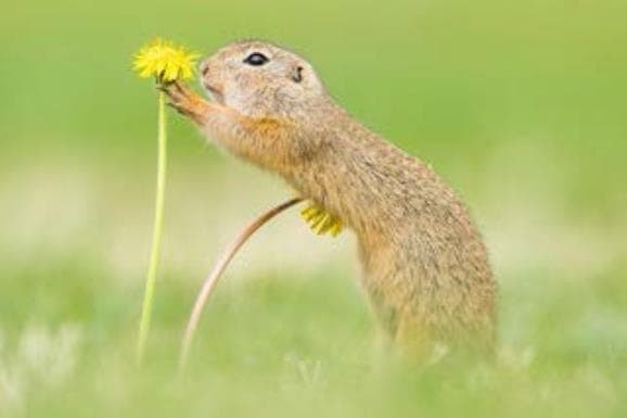 European Ground  Squirrel (Spermophilus citellus) Sniffing a Dandelion (Taraxacum), National Park Neusiedler See, Seewinkel, Burgenland, Austria 