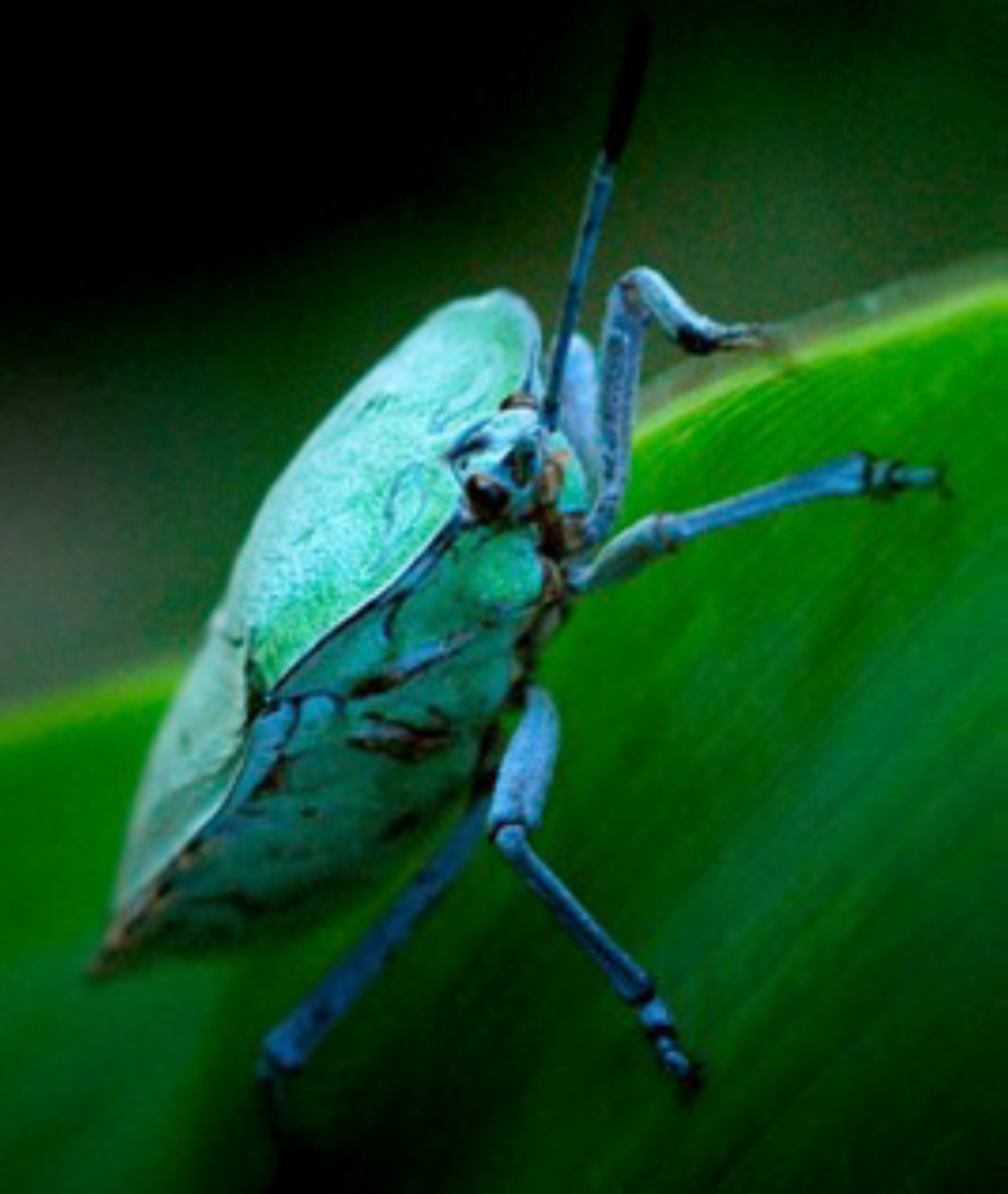 Shield Bug by Unknown Robinson 