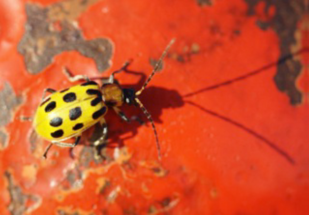 Yellow Bug on Red by Unknown Robinson 