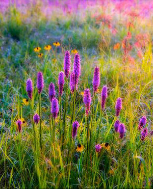 Searles Prairie by William Dark 