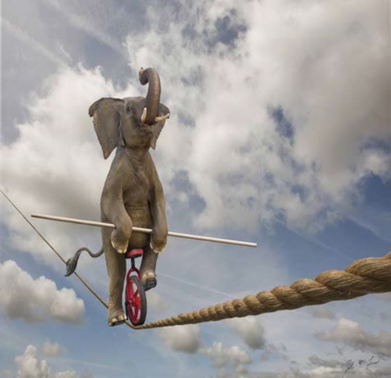 Talented Elephant by John Lund, Image 1.