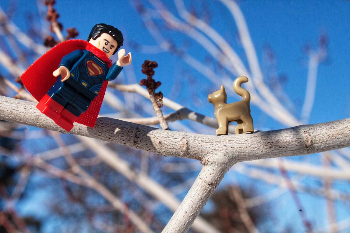 Superman Cat Rescue by Nicholas Honeysette 