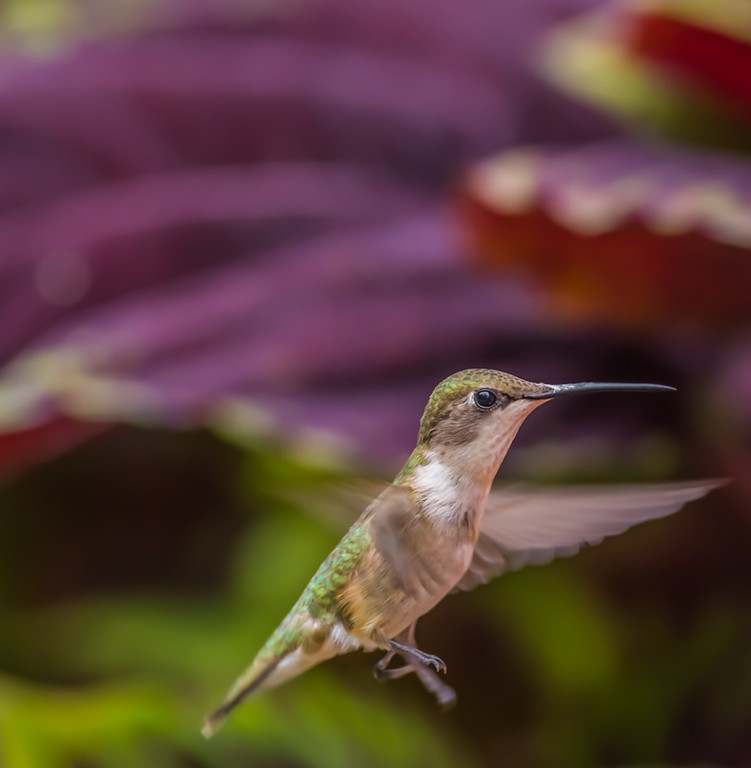 Tiny Dancer by Larry Emerson, Image 2.