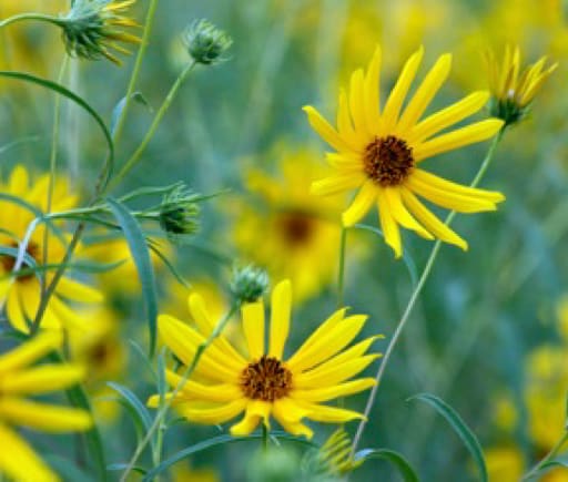 Wild Flowers I by Stephanie Sheppard 