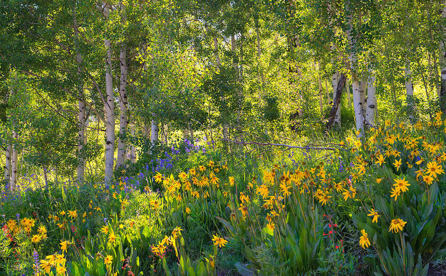 Woodland Flowers by Tim Reaves 