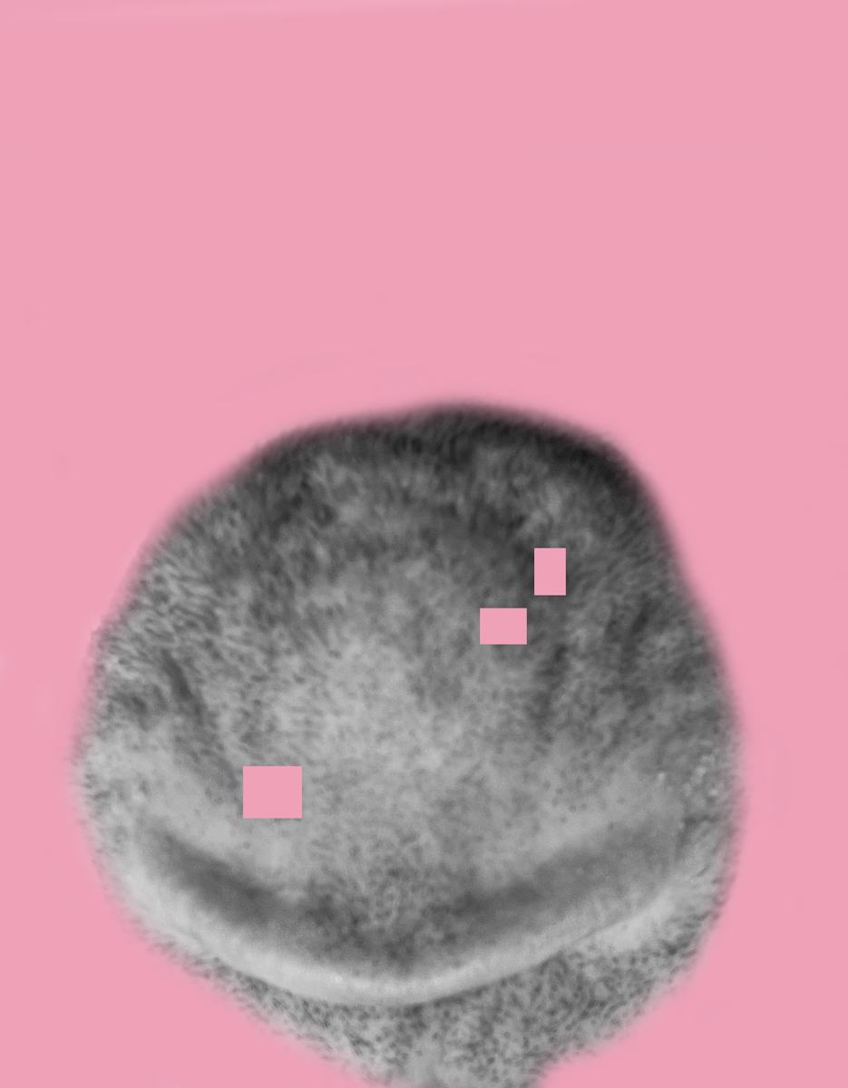 W118 - Beyond the Pale 3 1/3 by MB, Image 2.