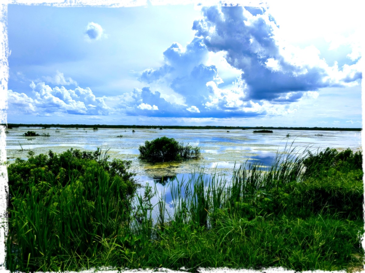 Lake Apopka Wildlife Drive by Kim Hill-Goddette, Image 1.