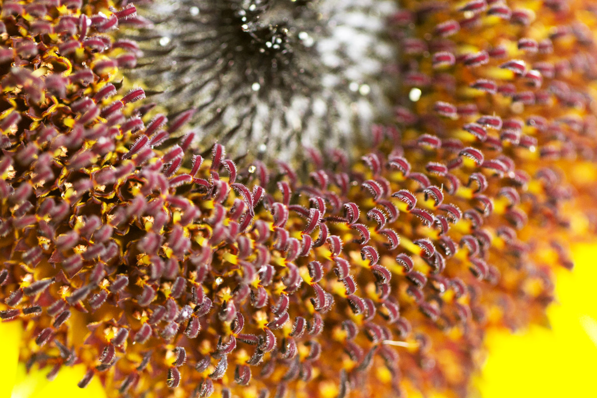 Flower Closeup by Marlynn Rutenberg 