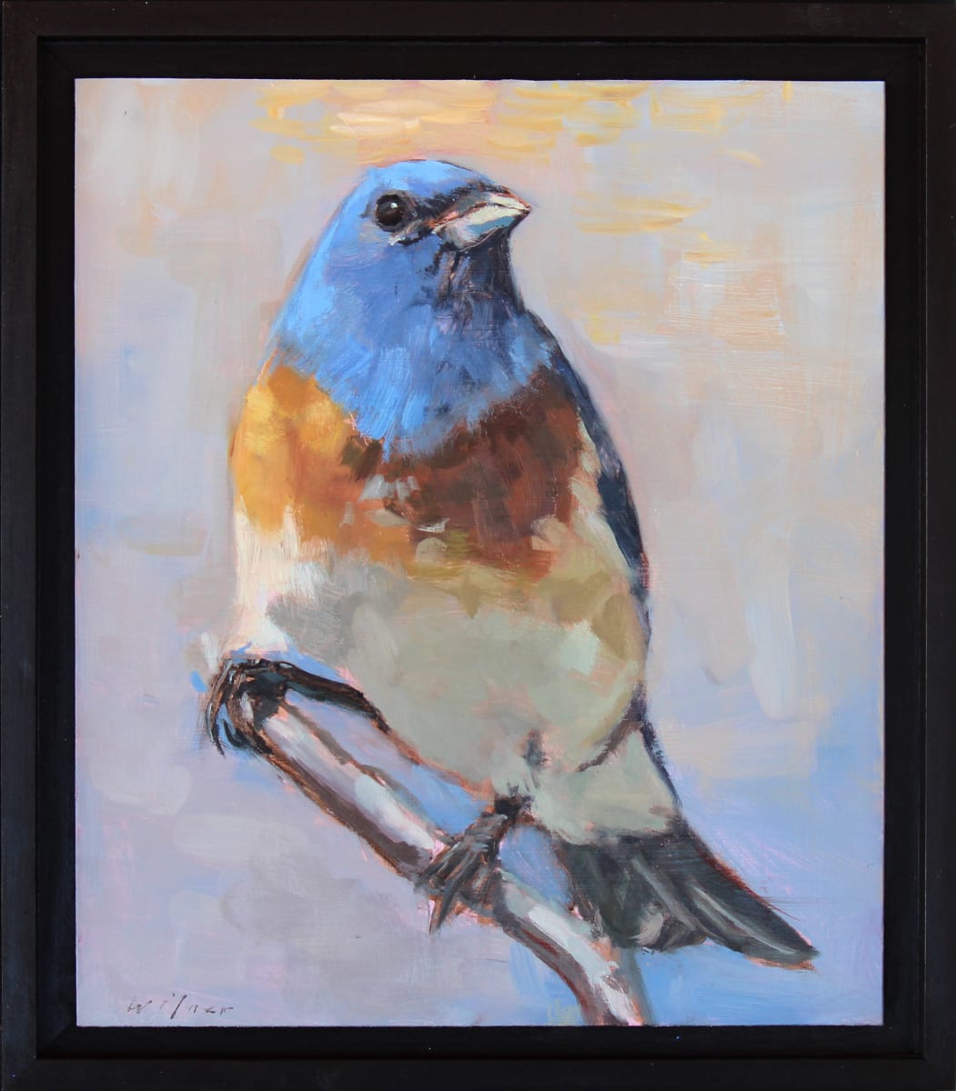 Lazuli Bunting, Image 1.