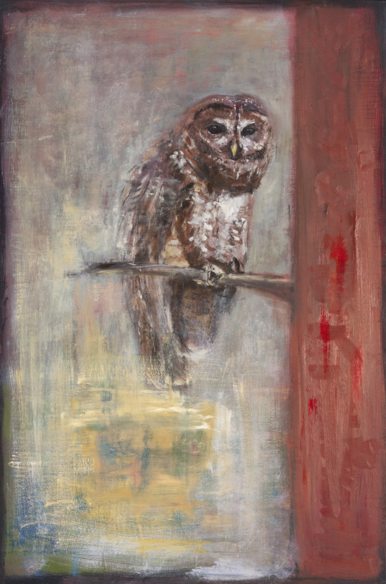 spotted owl by Amanda Wilner 