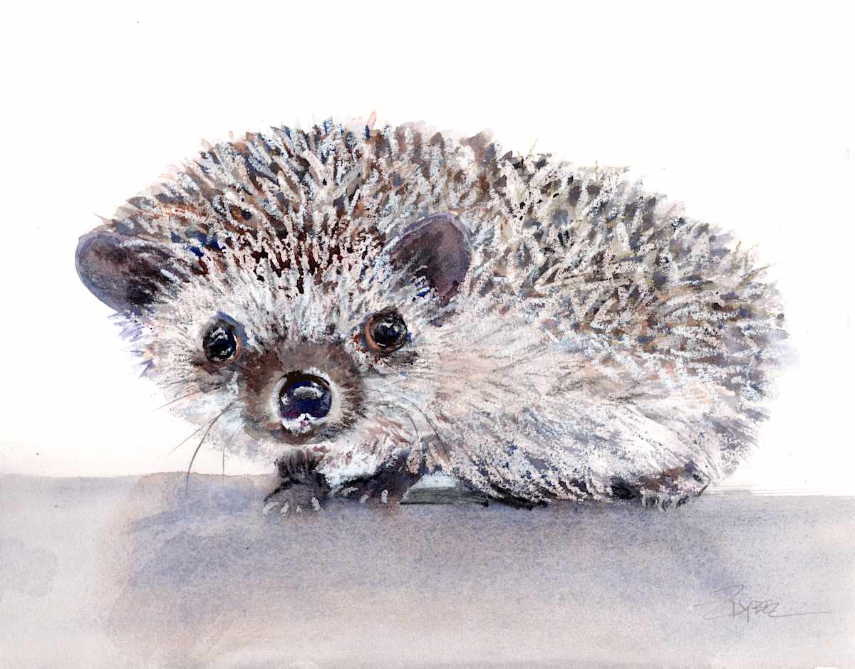 Hedgehog by Rebecca Zdybel 