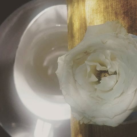Porcelain Rose 