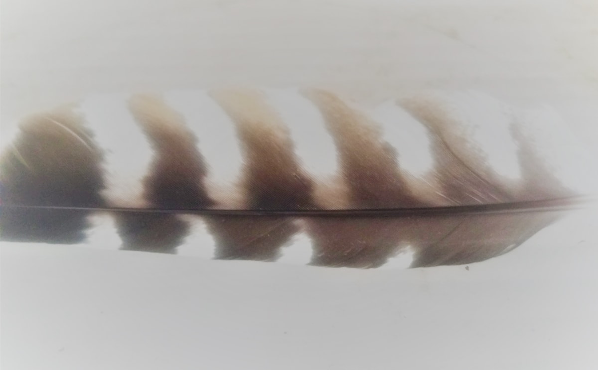 Red Tail  on Acrylic 