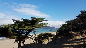 Golden Gate Summer 2019 by Irene Bee Kain 