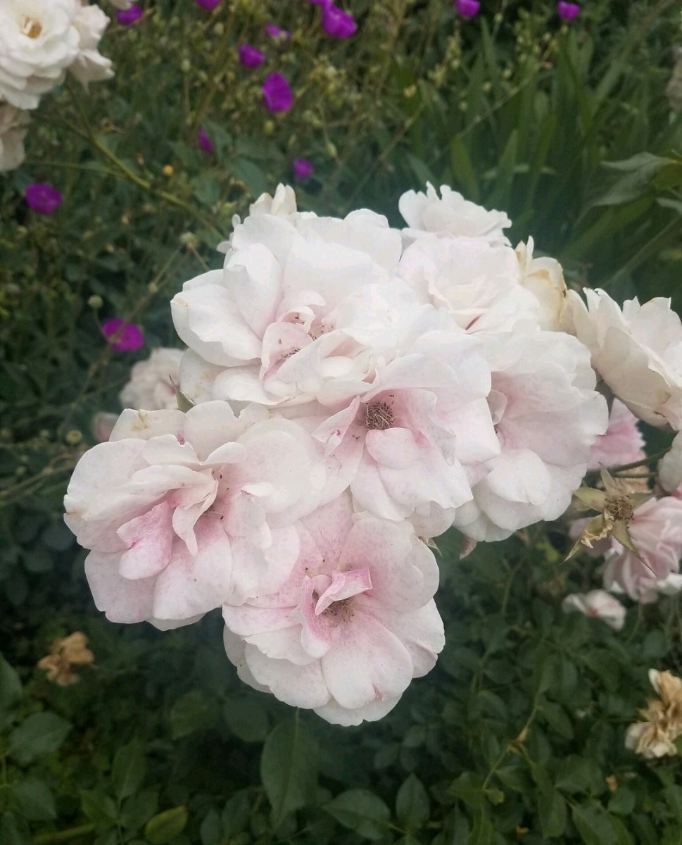 As You Like It by Irene Bee Kain 