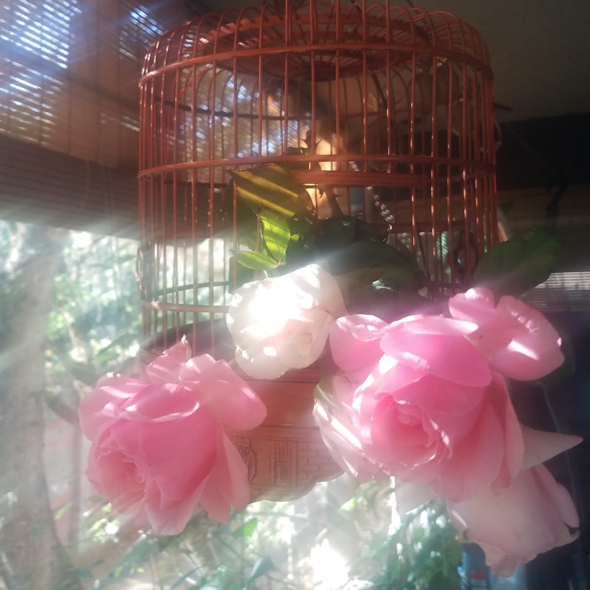 Caged Rose by Irene Bee Kain 