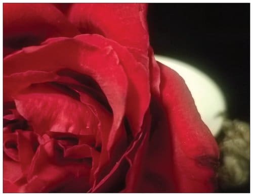 Red Rose Tea by Irene Bee Kain 