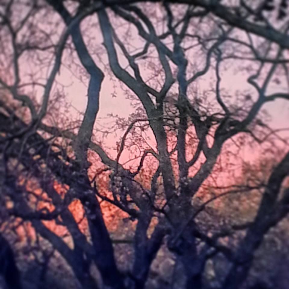Sunrise and Tangled Limbs by Irene Bee Kain 