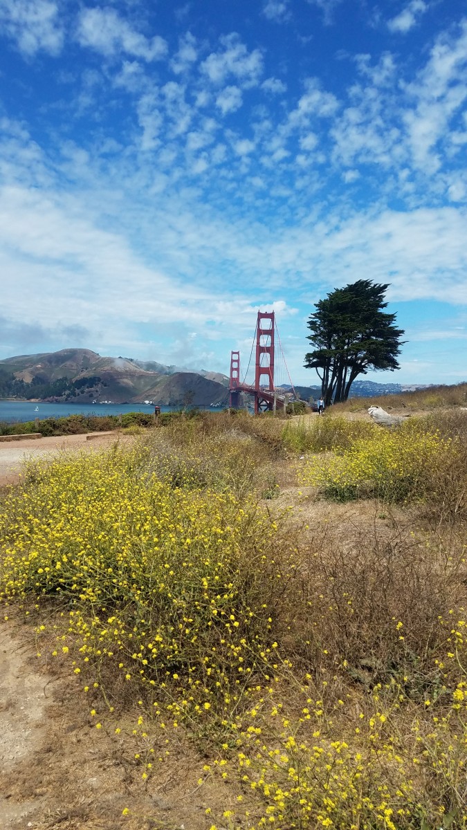 Wild Flowers Golden Gate Summer by Irene Bee Kain 