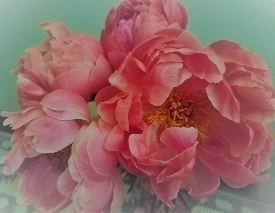 Peonies by Irene Bee Kain, Image 1.