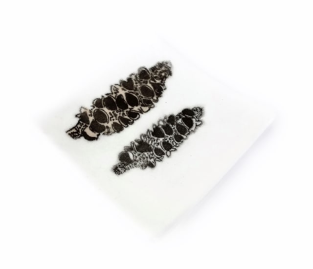 Banksia Plate iii (white) by Nada Murphy 