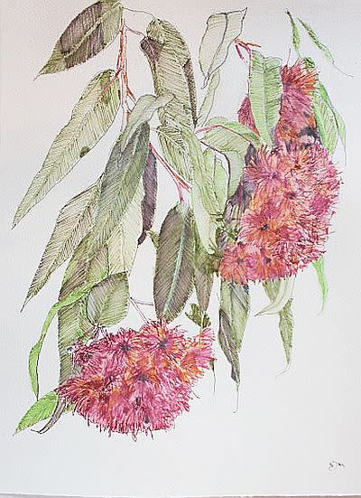 Dressed for Summer Corymbia ficofolia by Nada Murphy 