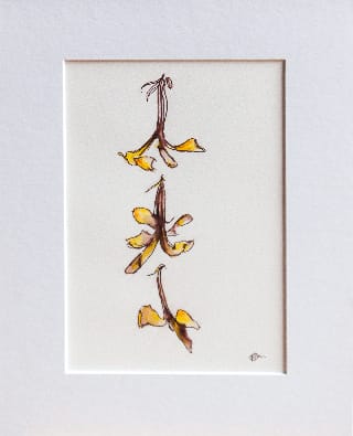 Native Frangipani Falling I, Image 1.