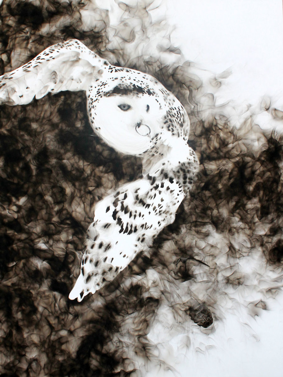 Snowy Owl by Steven Spazuk 