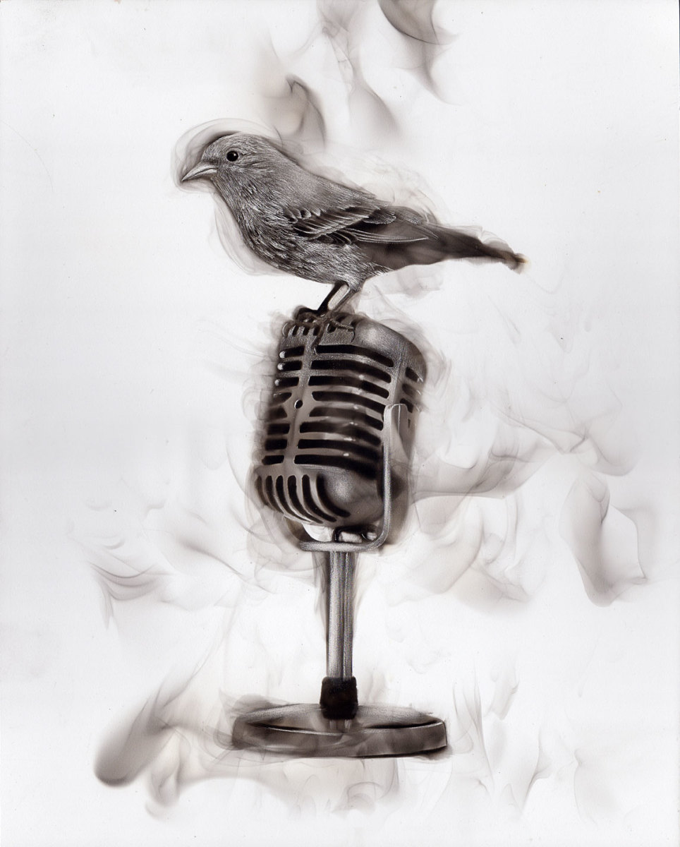 Bird on mic, 2016 by Steven Spazuk 