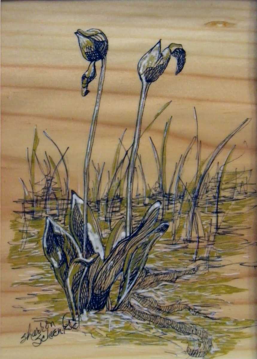 Orchid, Image 1.