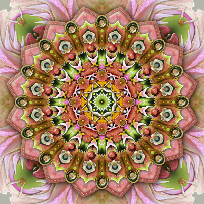 Begonia Of The Valkyries by Karen Hochman Brown 