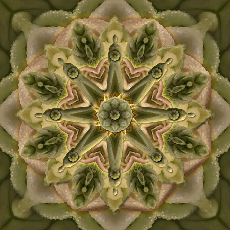 Misted Cabbage by Karen Hochman Brown 