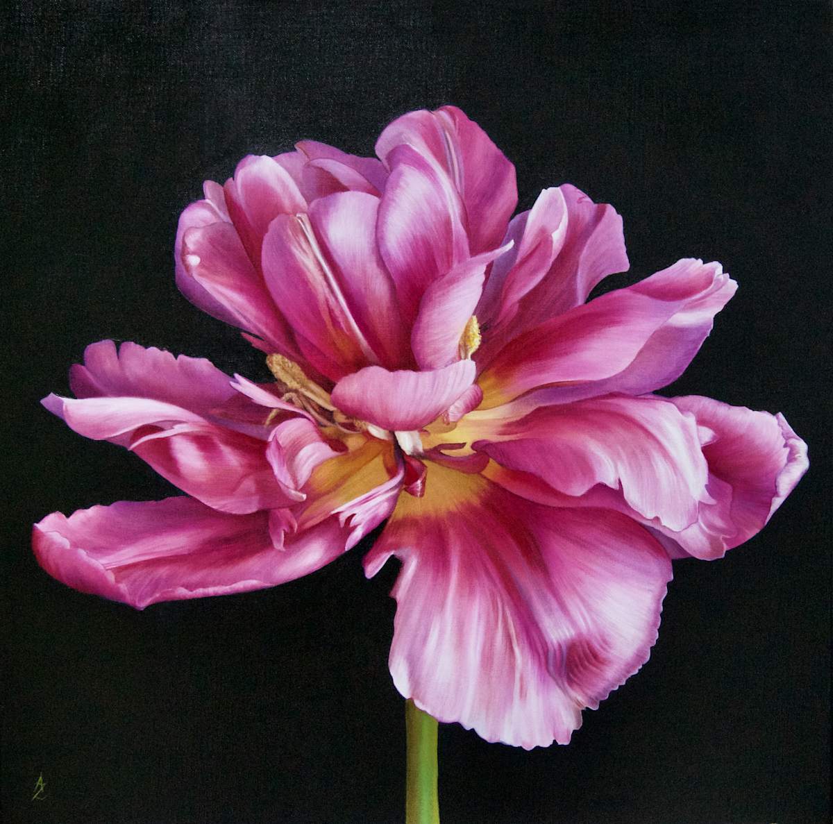Parrot Tulip 2, Image 2.
