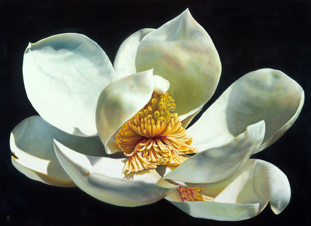 Magnolia Majesty by Anne-Marie Zanetti 