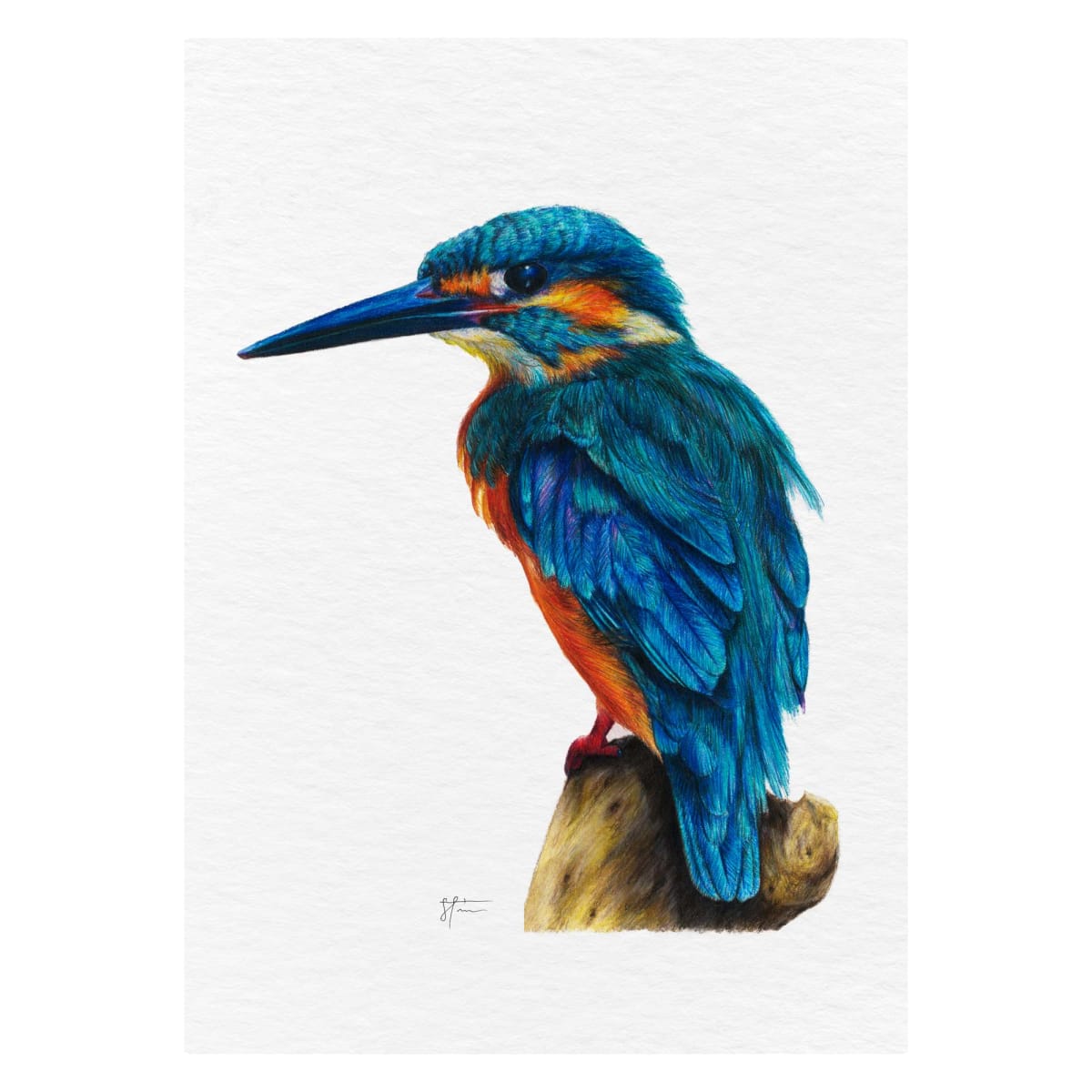 Eisvogel – Print Edition by Sira Trinkler 