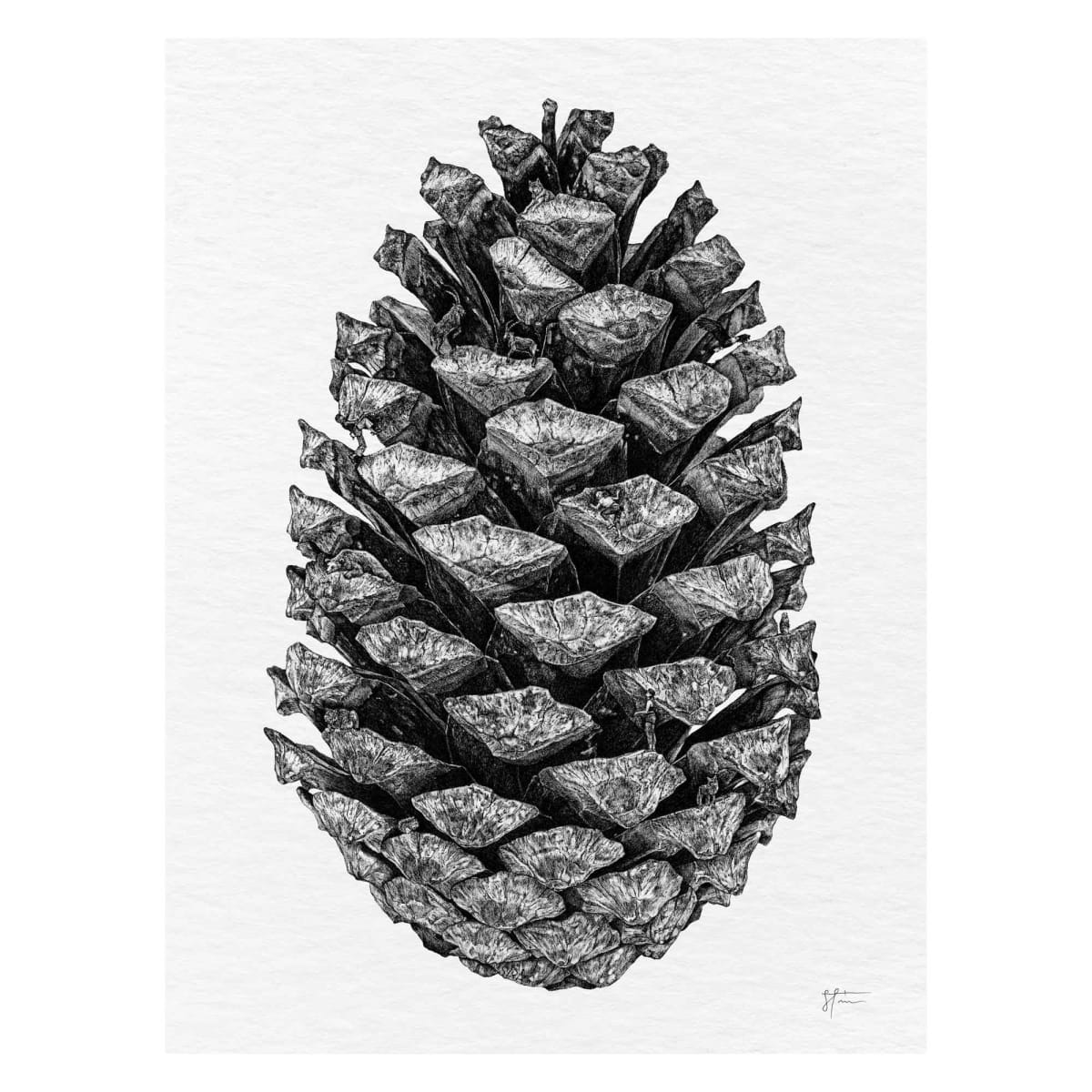 Tannenzapfen – Print Edition by Sira Trinkler 