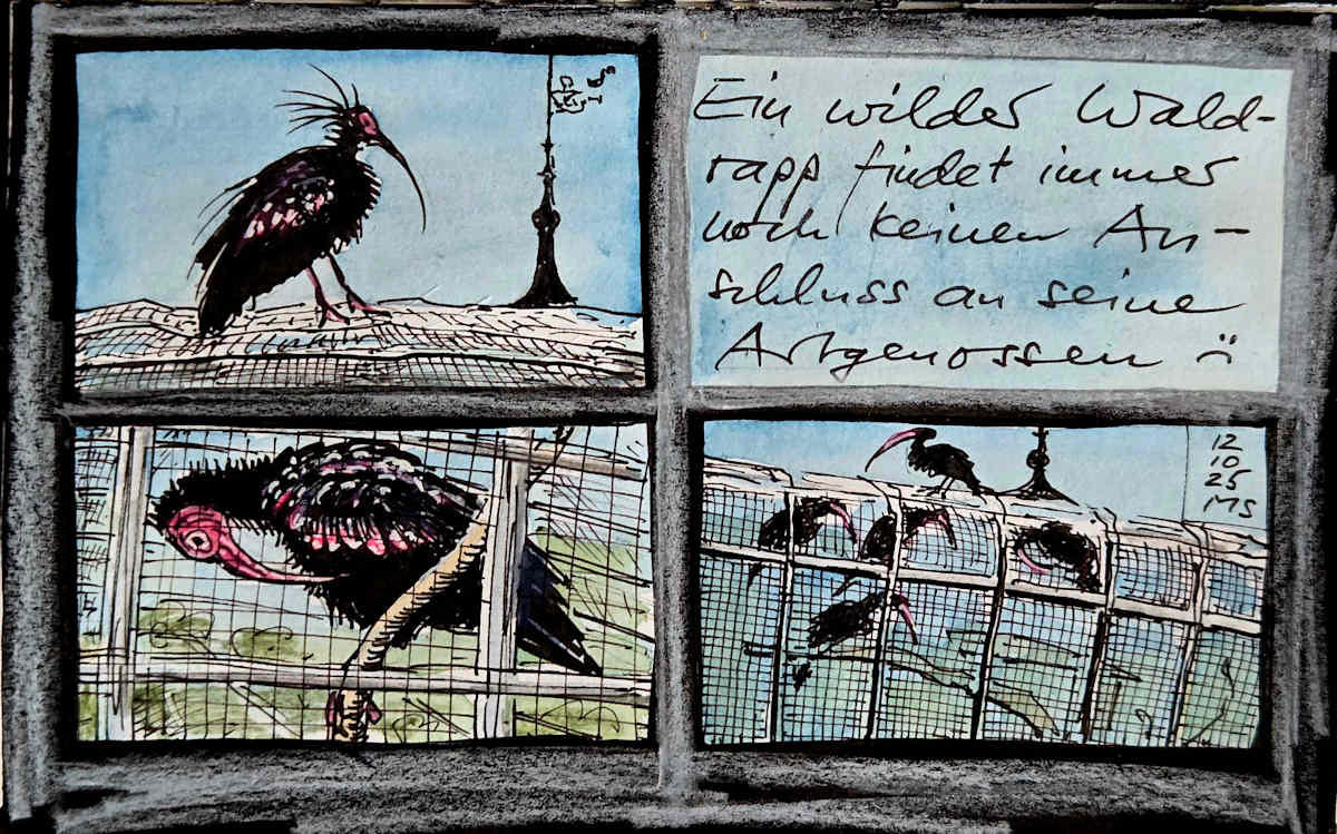 Zuger Waldrappen by Martin Spillmann 