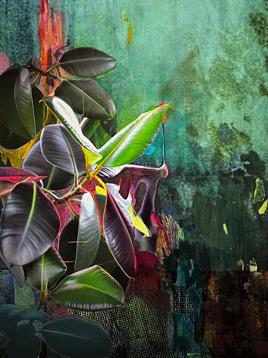 spinoff ficus elastica 1.22 by Marina Hauser 