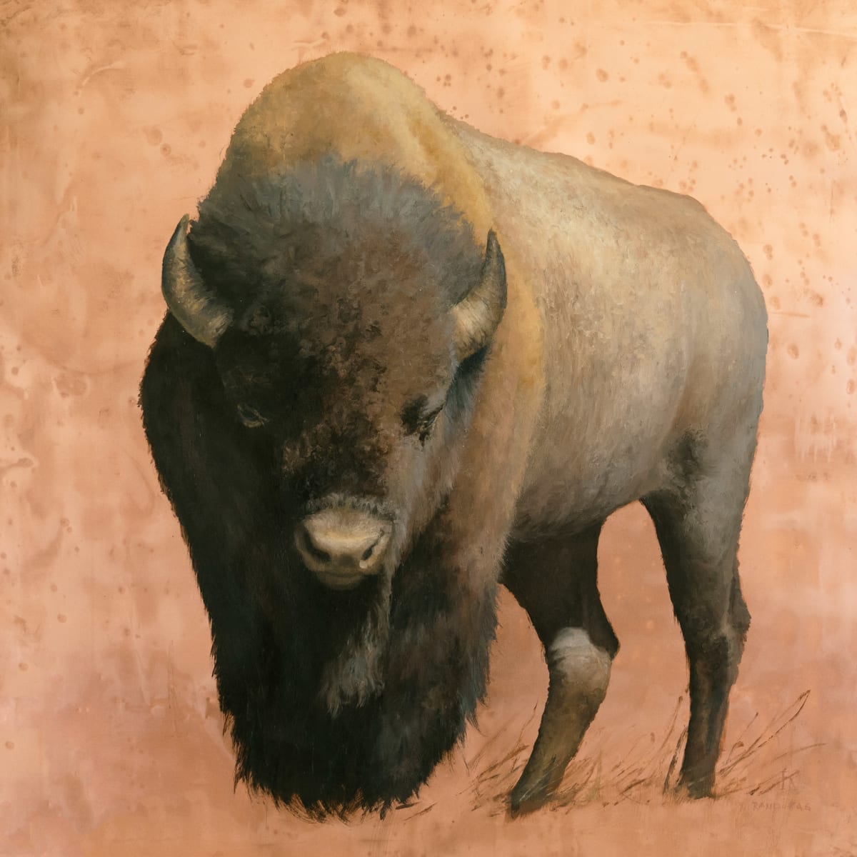 American Bison by Kim Randleas, Image 1.