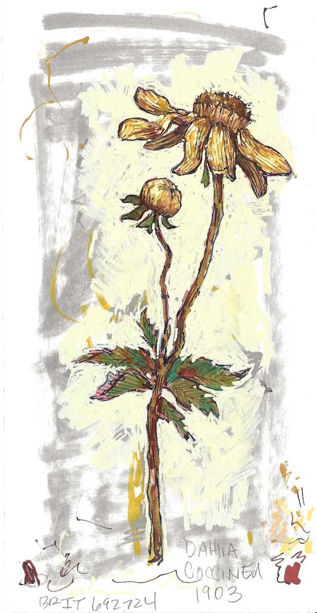 BRIT 10_Dahlia by Layla Luna, Image 1.