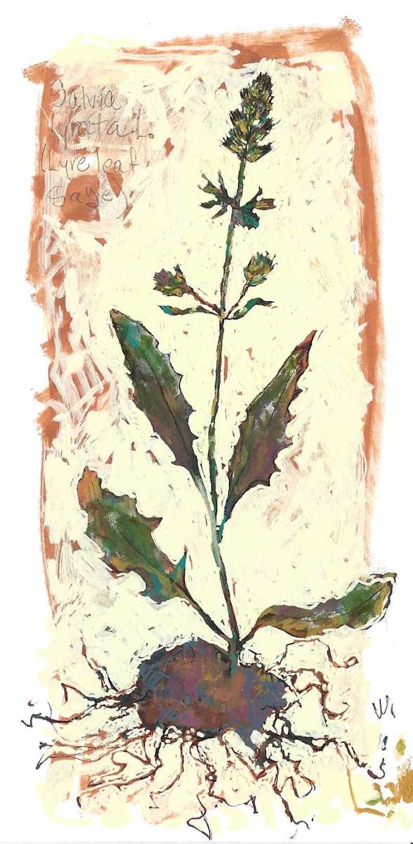 BRIT 7_Lyreleaf Sage by Layla Luna, Image 1.