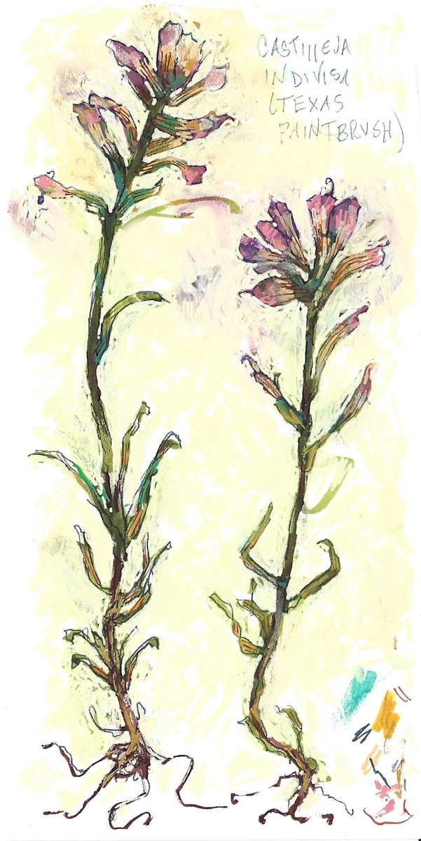 BRIT 9_Texas Paintbrush by Layla Luna, Image 1.