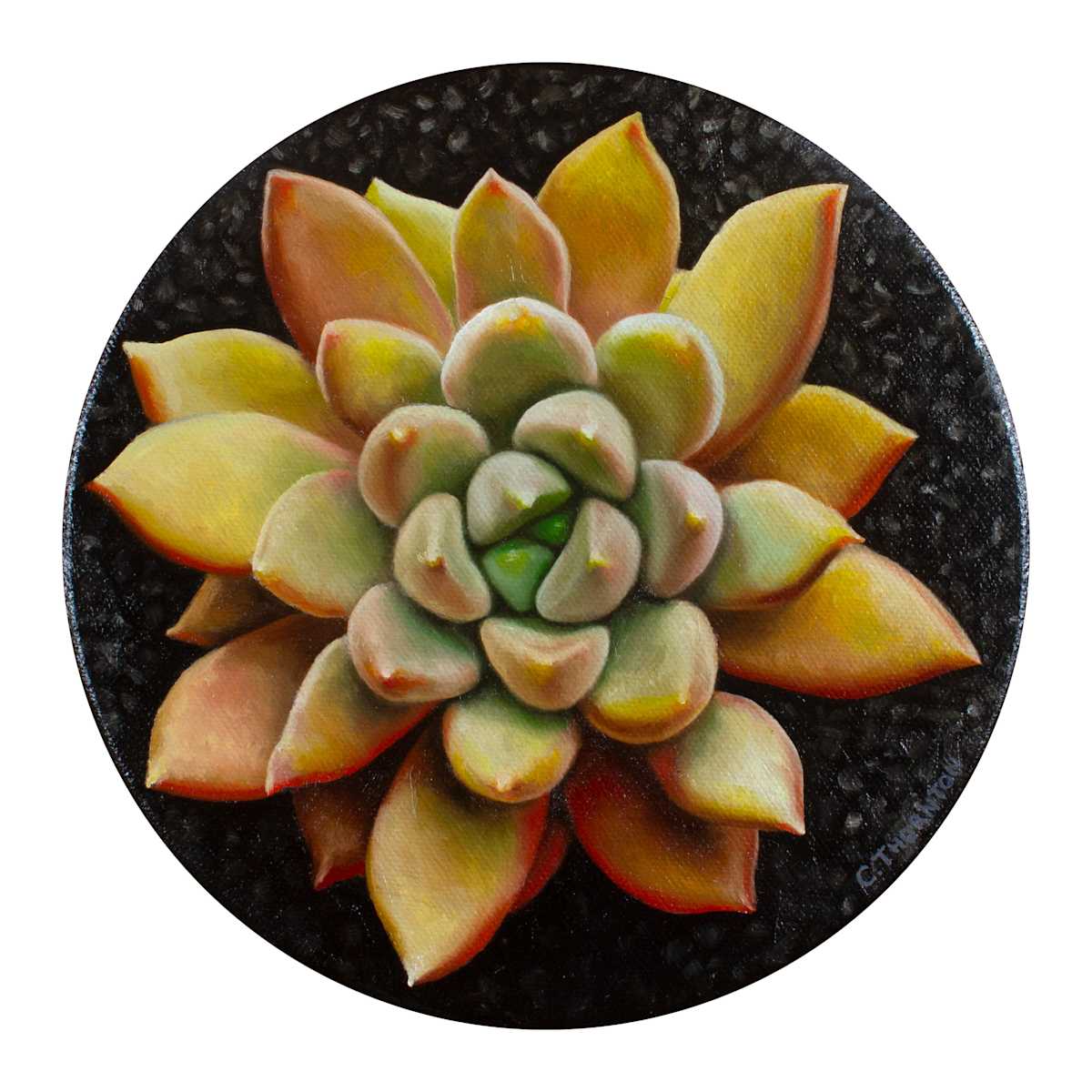 Succulent Study #2 by Casey Thornton, Image 2.