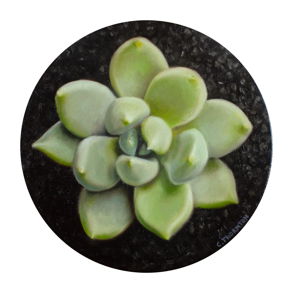 Succulent Study #3 by Casey Thornton 