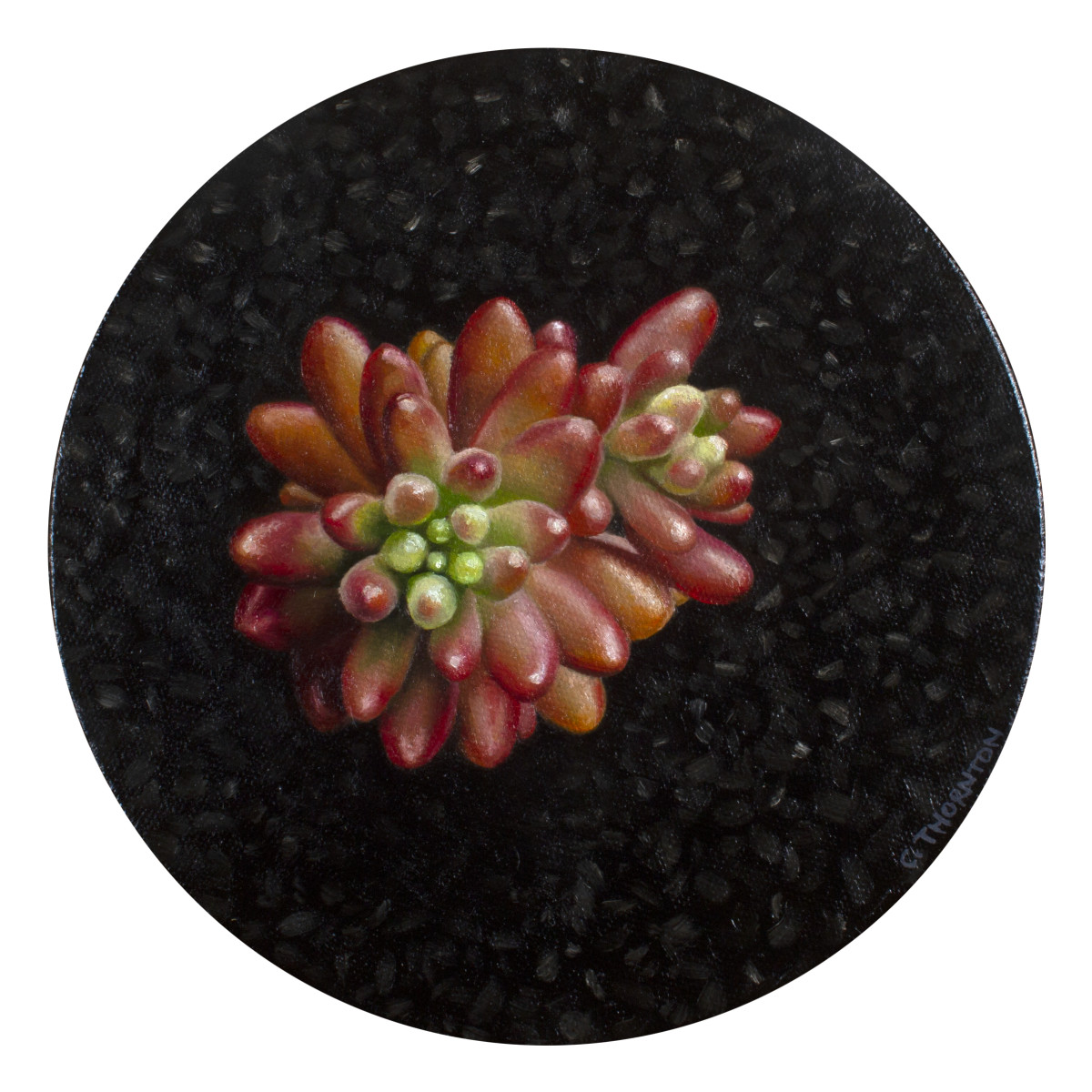 Succulent Study #5 by Casey Thornton 