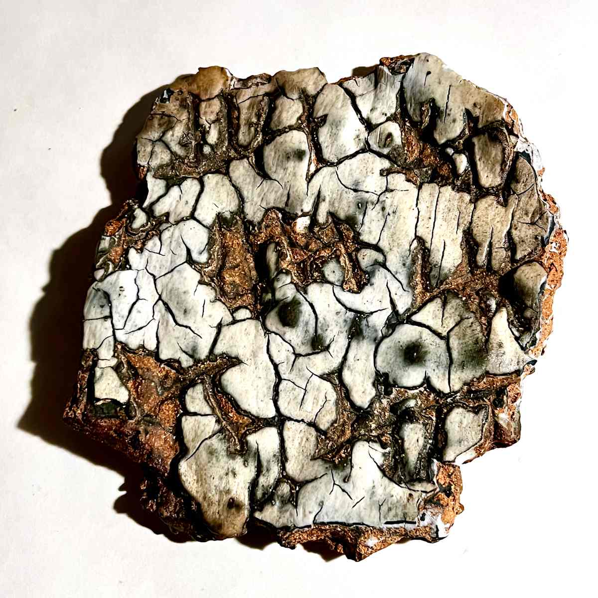 EC11, Image 1.